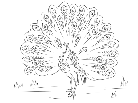 Beautiful Peacock Coloring Page